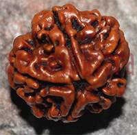 6 mukhi 138- 20mm